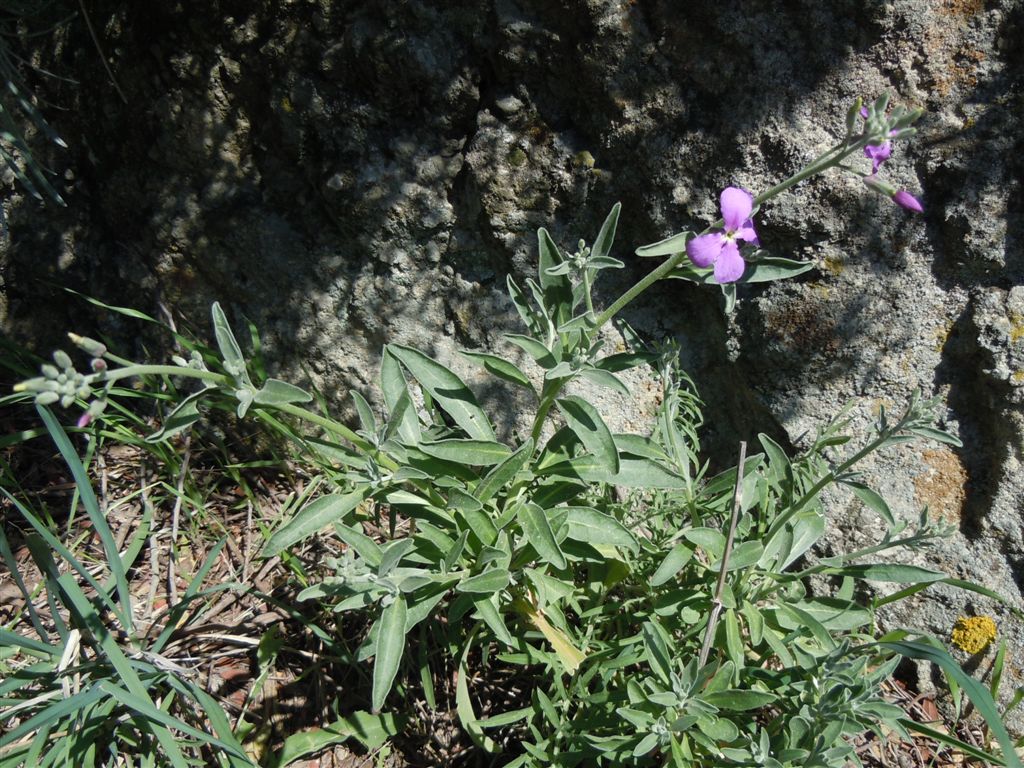 Capo Miseno (NA) : Matthiola incana